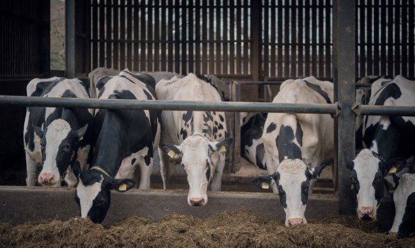 Holstein cows eating TMR at the feed face